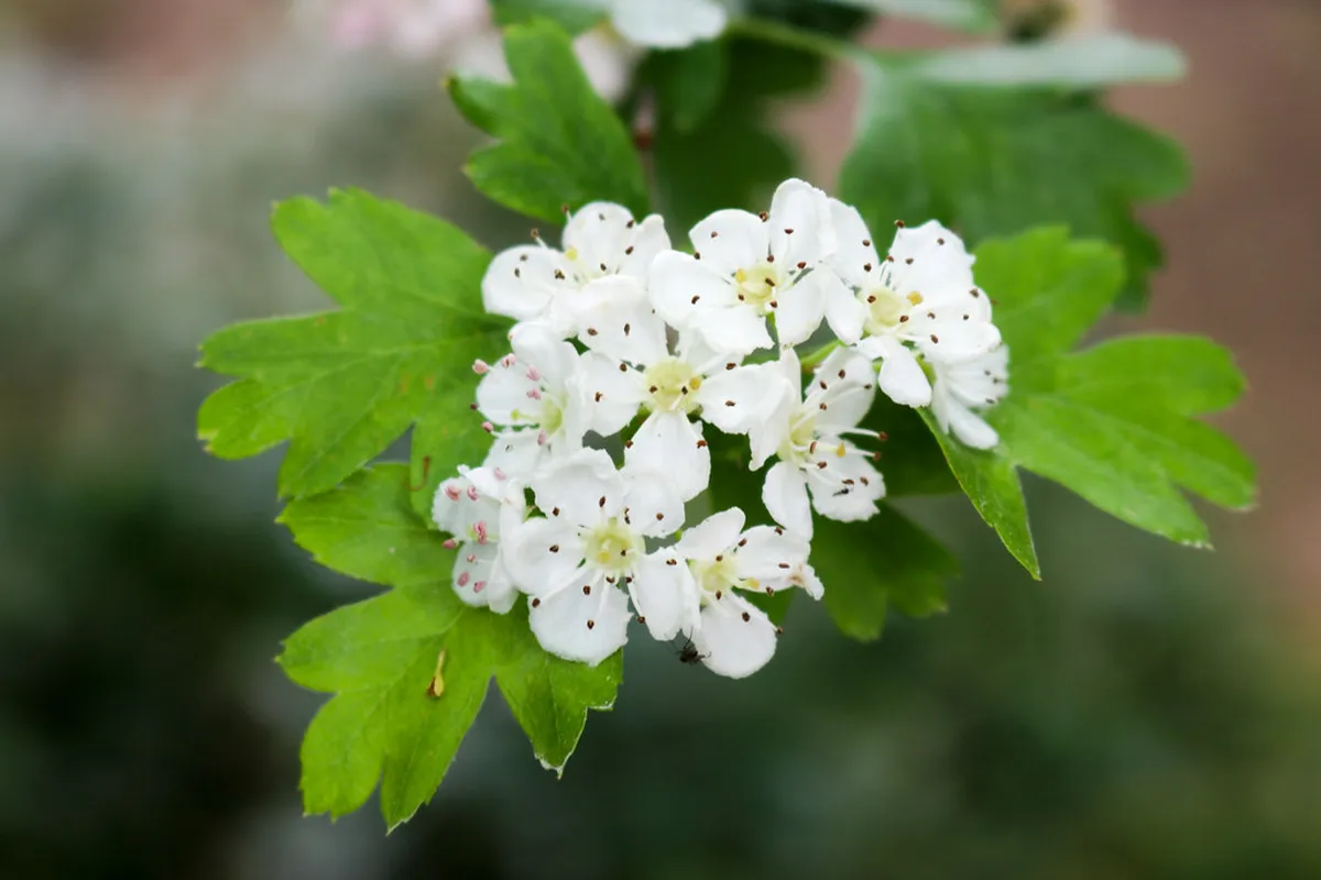 10 Best Places to See Autumn Leaves in Plzeň